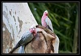 parrots.jpg image by apache_cat